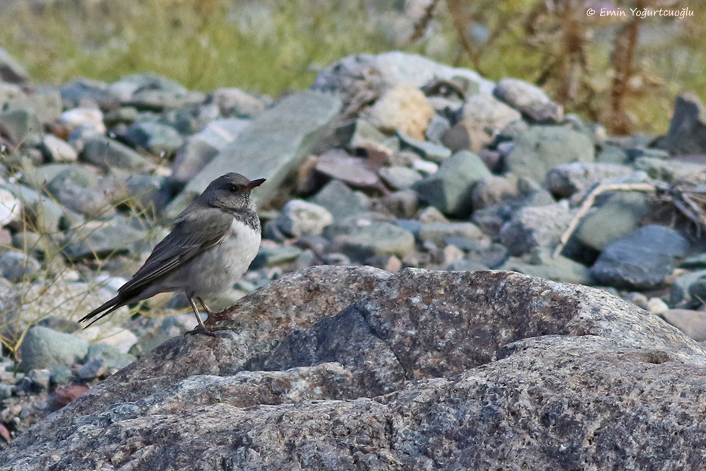 Black-throated Thrush