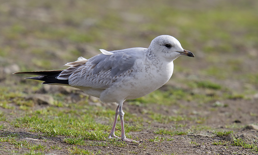 Common Gull