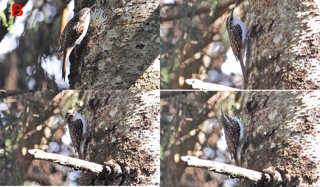 Eurasian Treecreeper