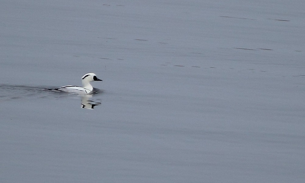 Smew