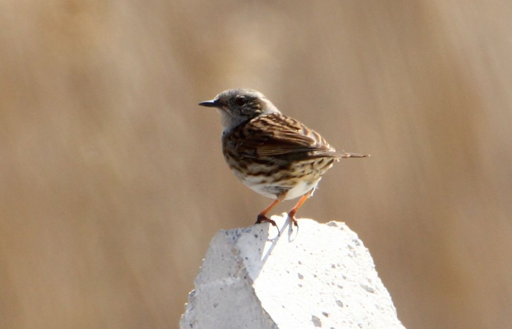 Dunnock
