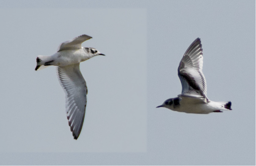 Little Gull