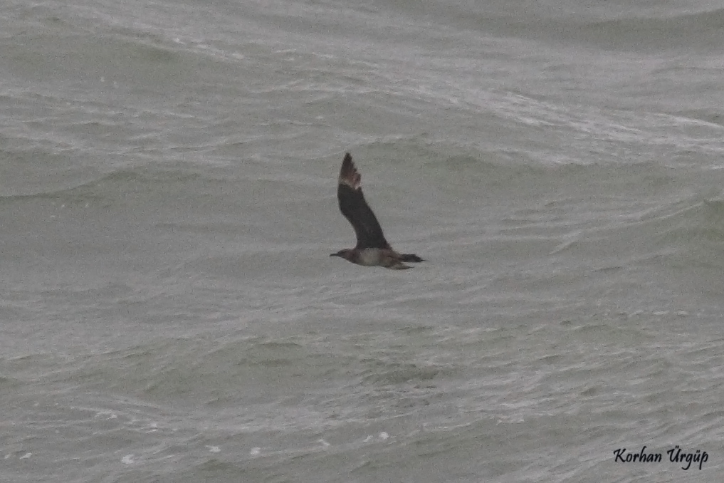 Parasitic Jaeger