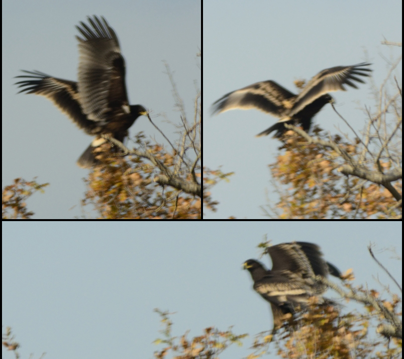 Greater Spotted Eagle