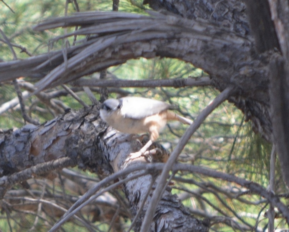 Eastern Rock Nuthatch
