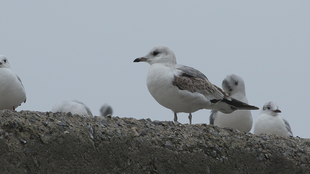 Common Gull