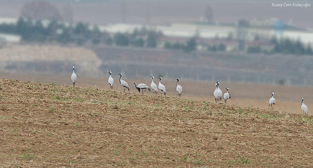 Demoiselle Crane