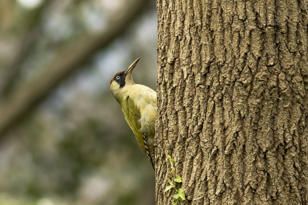 European Green Woodpecker