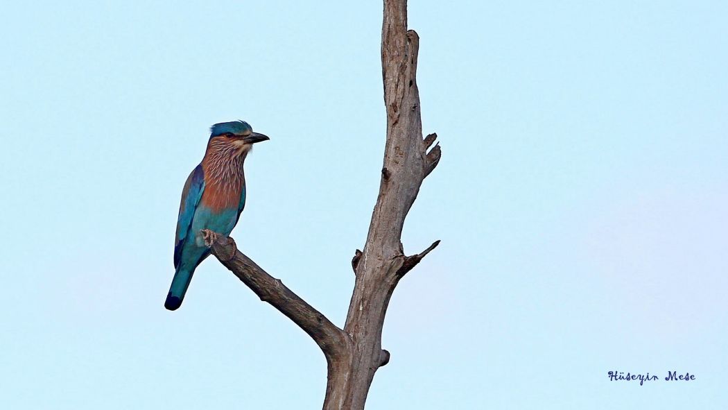 Indian Roller