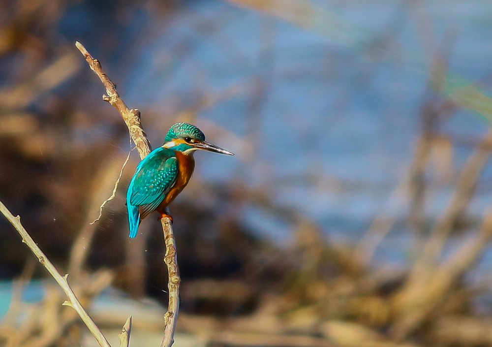Common Kingfisher