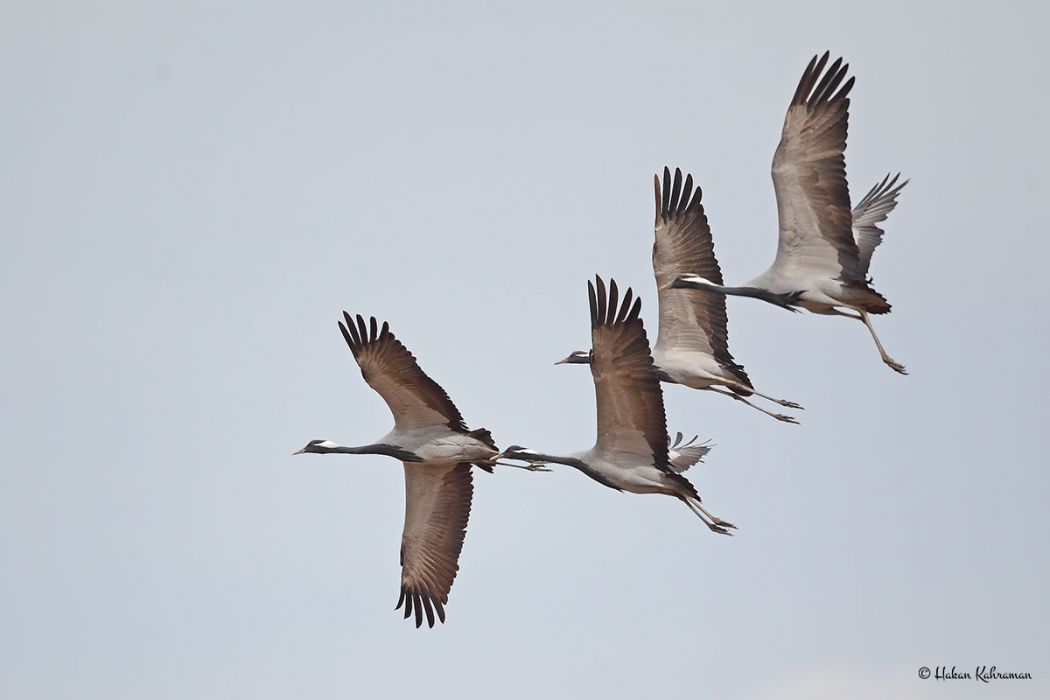 Demoiselle Crane