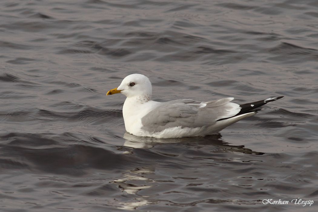 Common Gull
