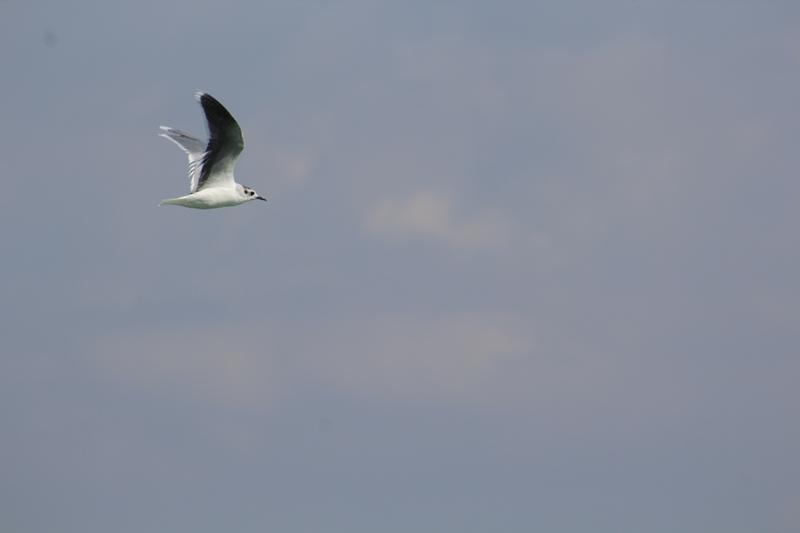 Little Gull