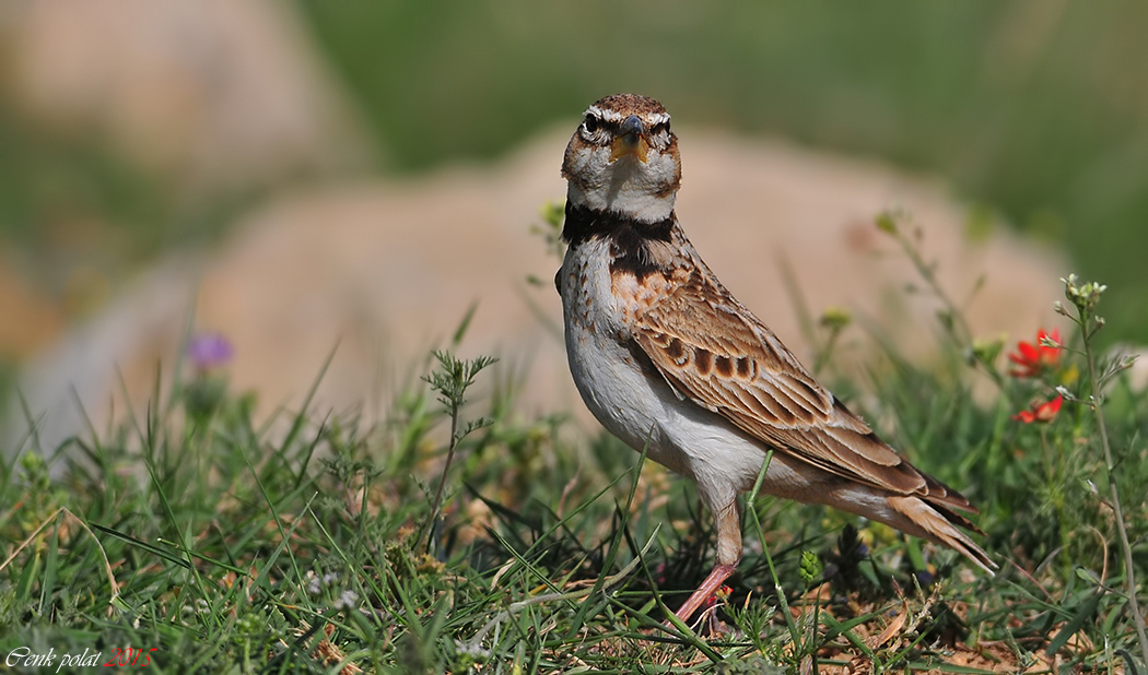 Bimaculated Lark