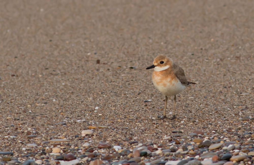 Greater Sand Plover