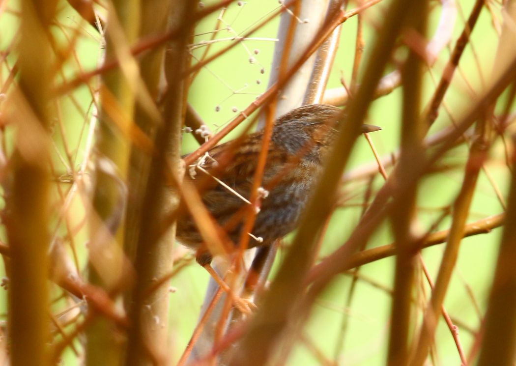 Dunnock