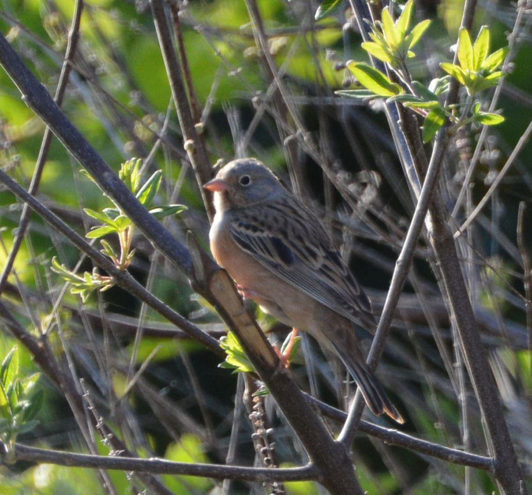 Cretzschmar`s Bunting