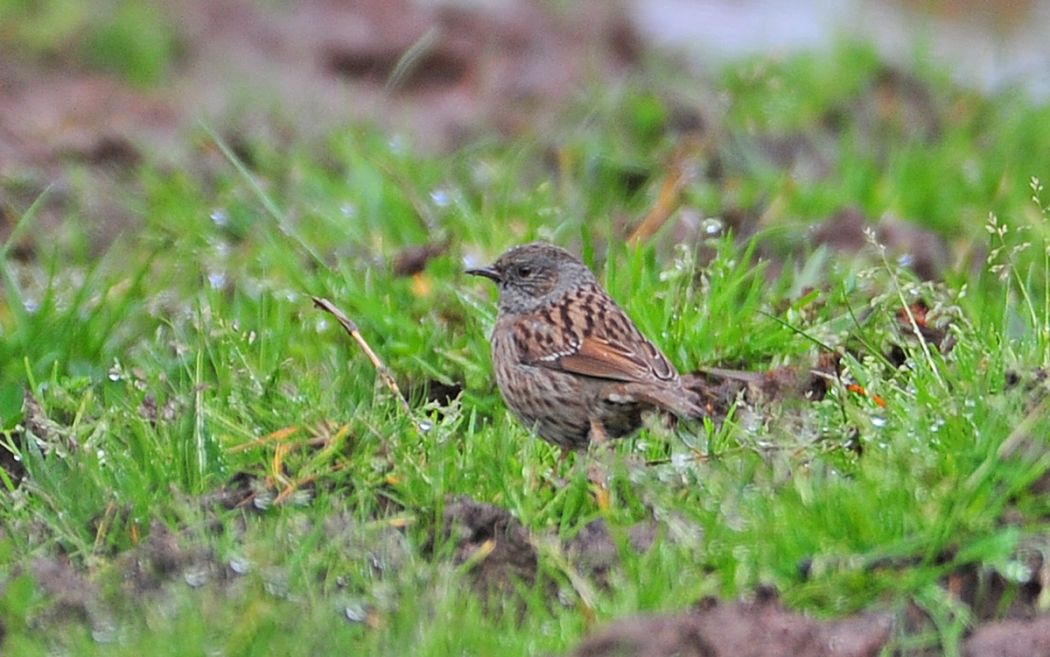 Dunnock