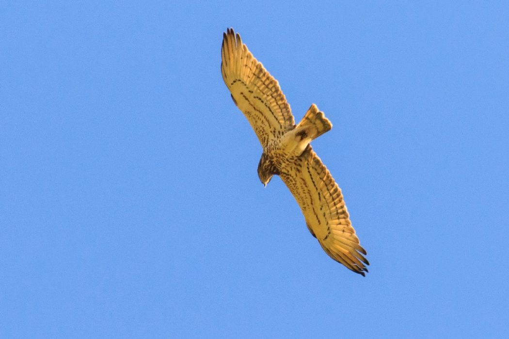 Yılan Kartalı