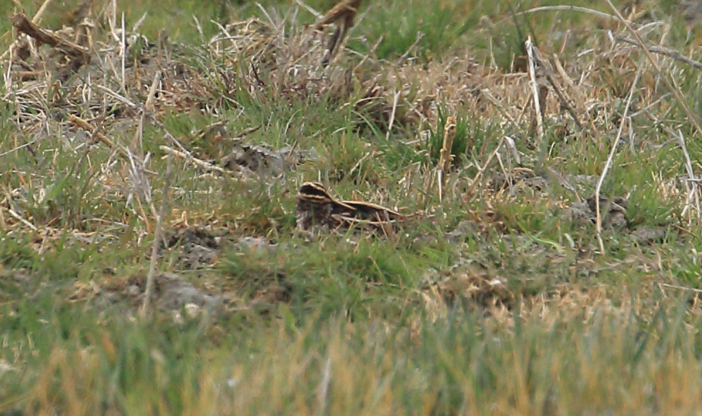 Jack Snipe