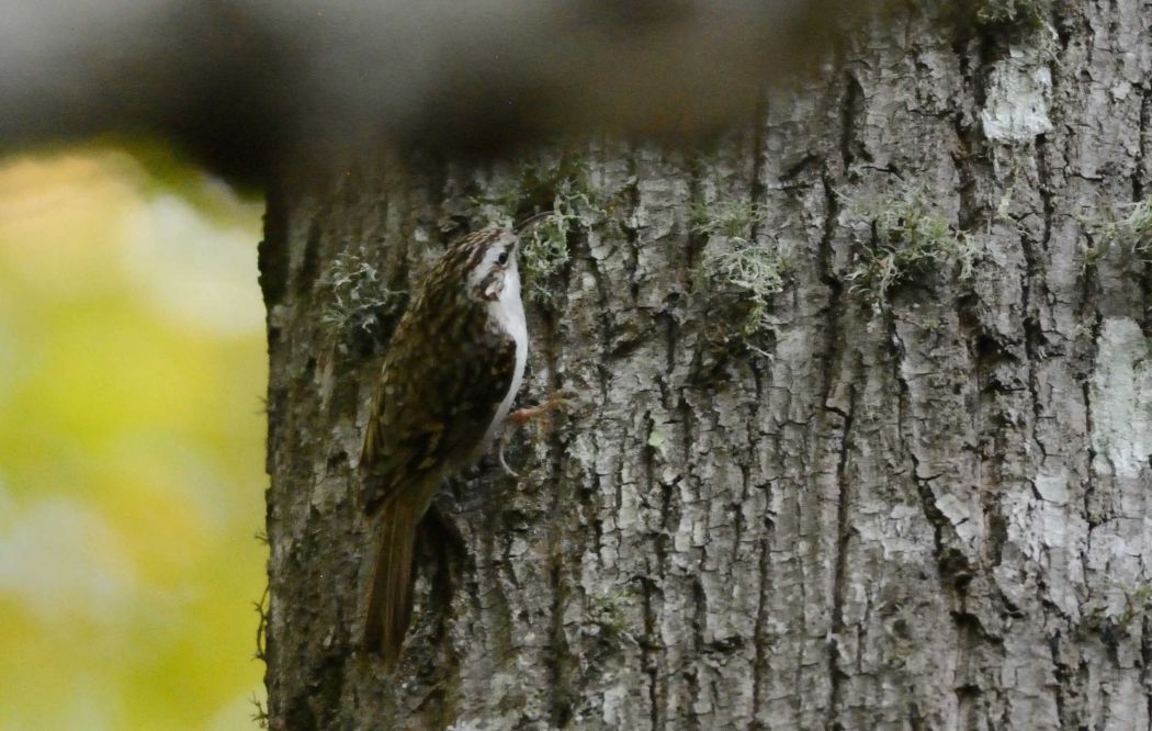 Eurasian Treecreeper