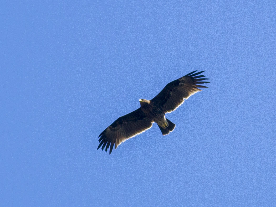 Greater Spotted Eagle