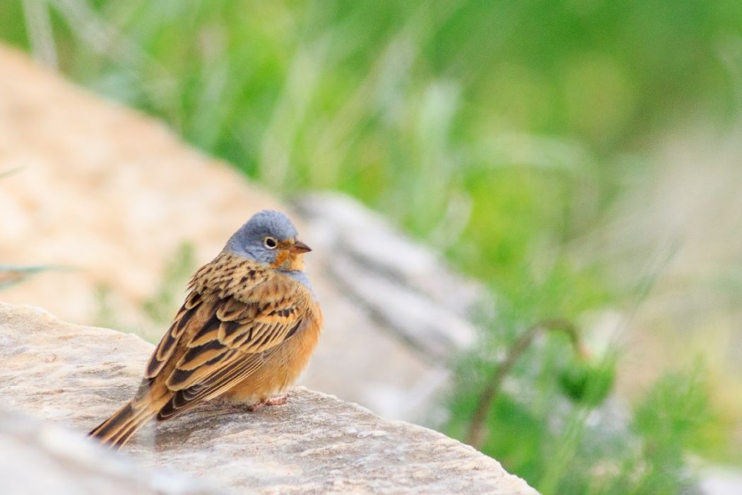 Cretzschmar`s Bunting