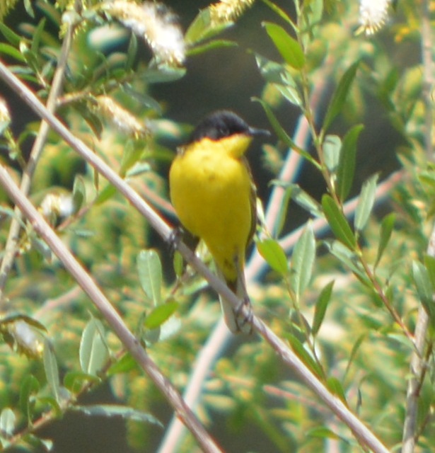 Sarı Kuyruksallayan