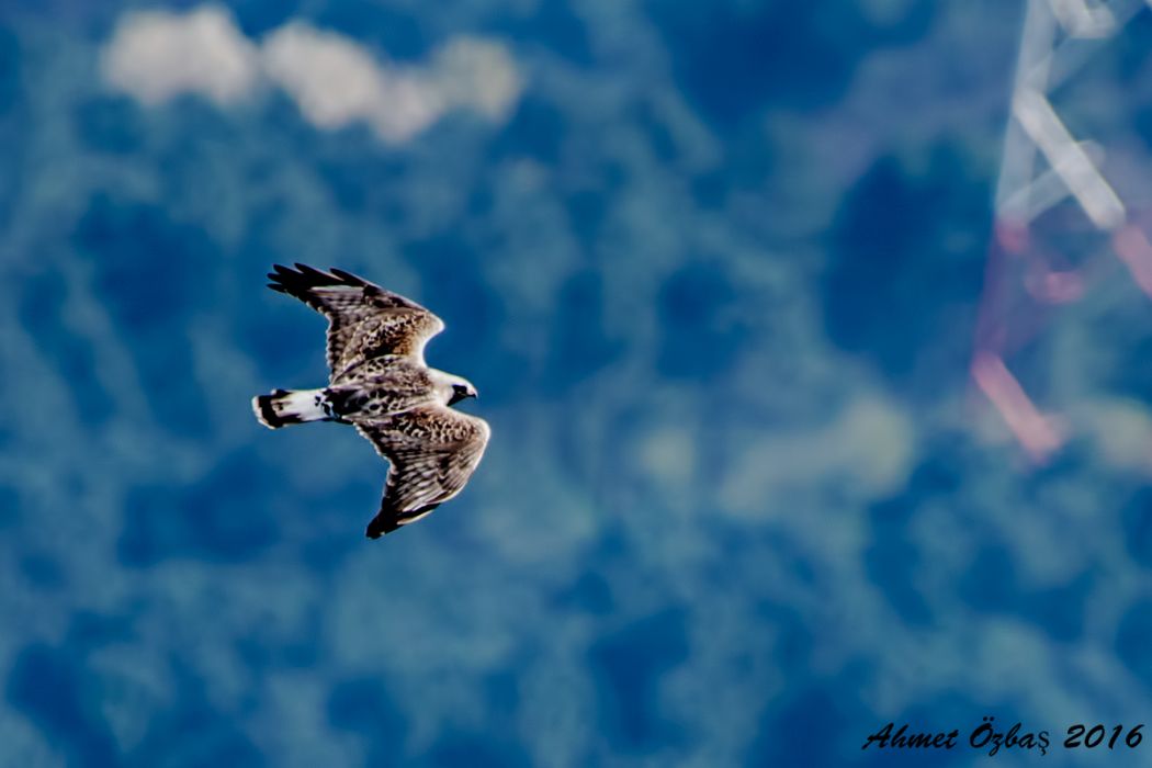 Rough-legged Buzzard