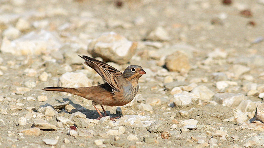 Cretzschmar`s Bunting