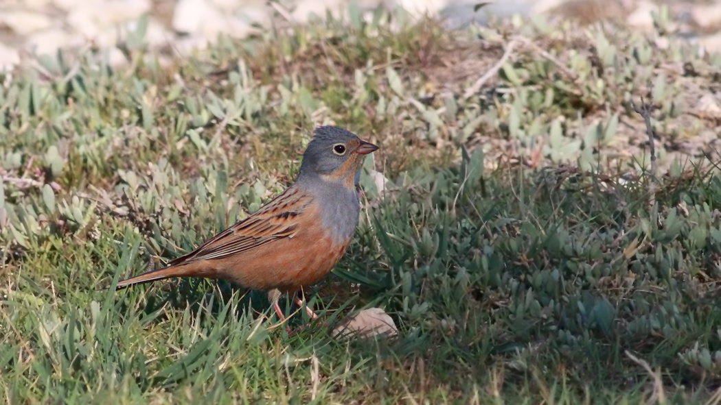 Cretzschmar`s Bunting