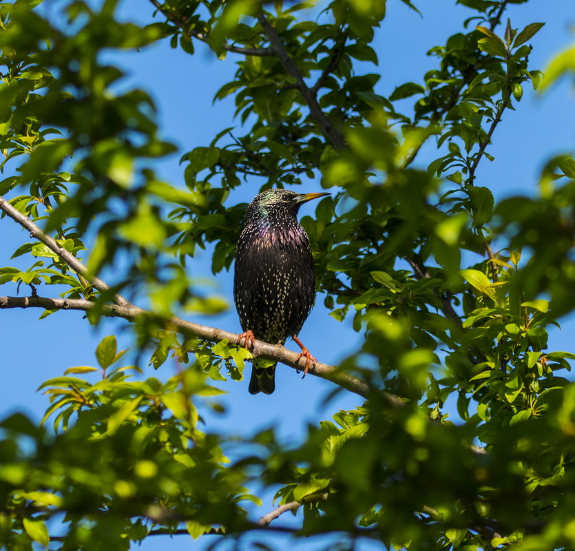 Common Starling