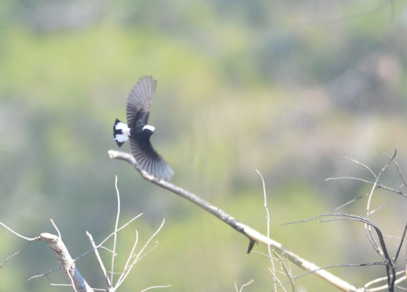 Pied Wheatear