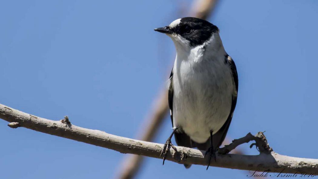 Collared Flycatcher