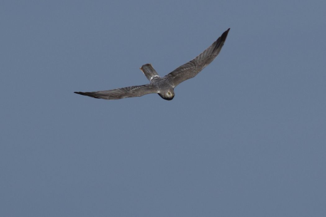 Pallid Harrier