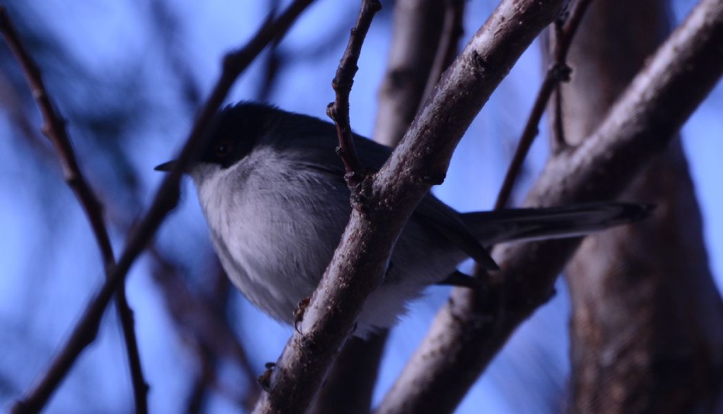 Sardinian Warbler