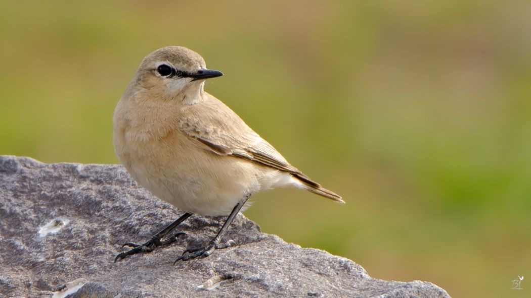 Isabelline Wheatear