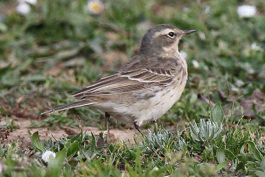 Water Pipit