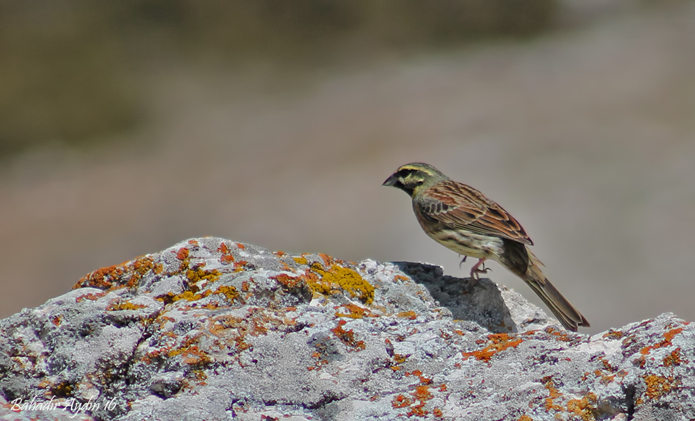 Cirl Bunting