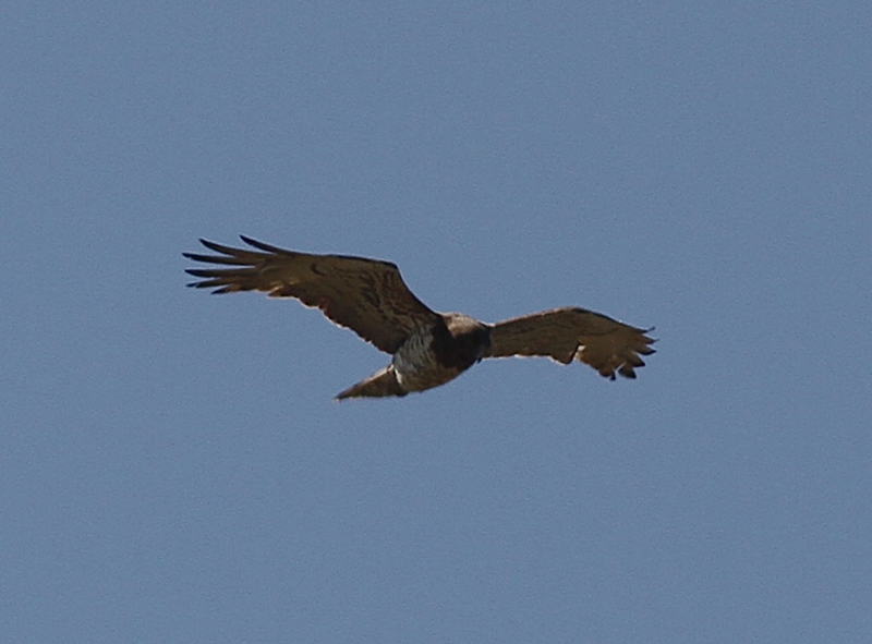Short-toed Snake Eagle