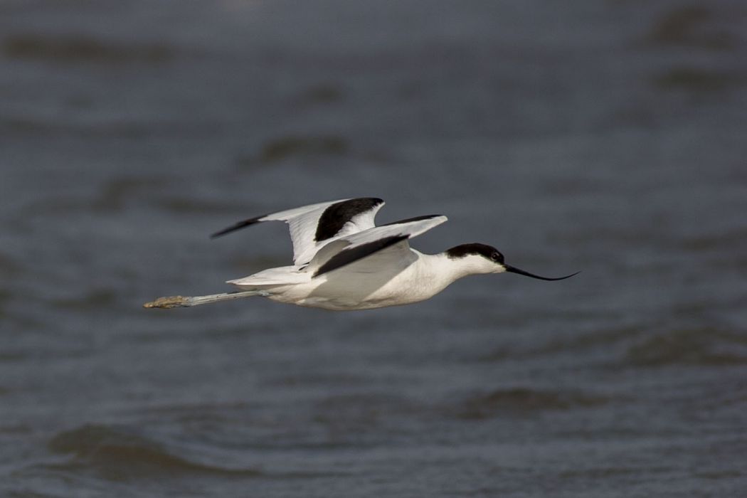 Pied Avocet