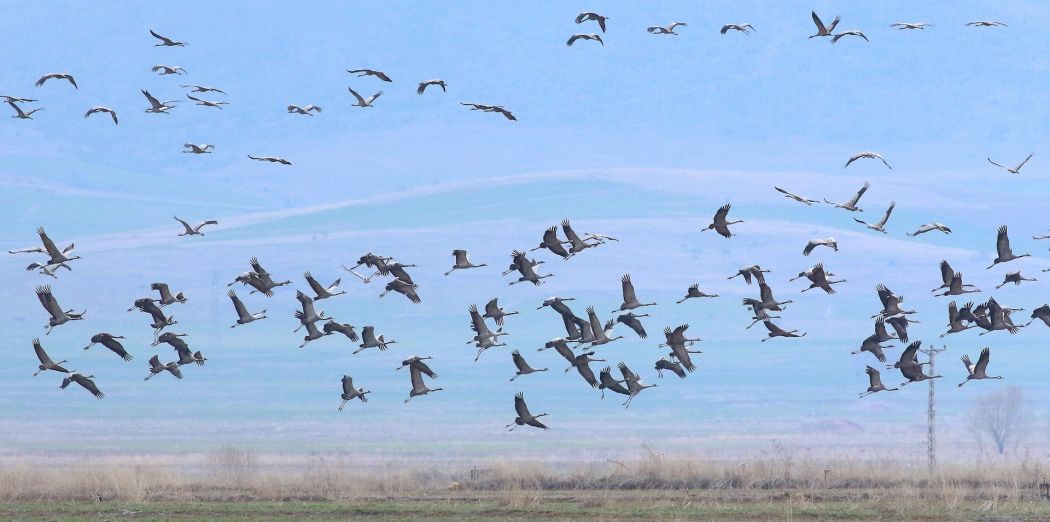 Common Crane