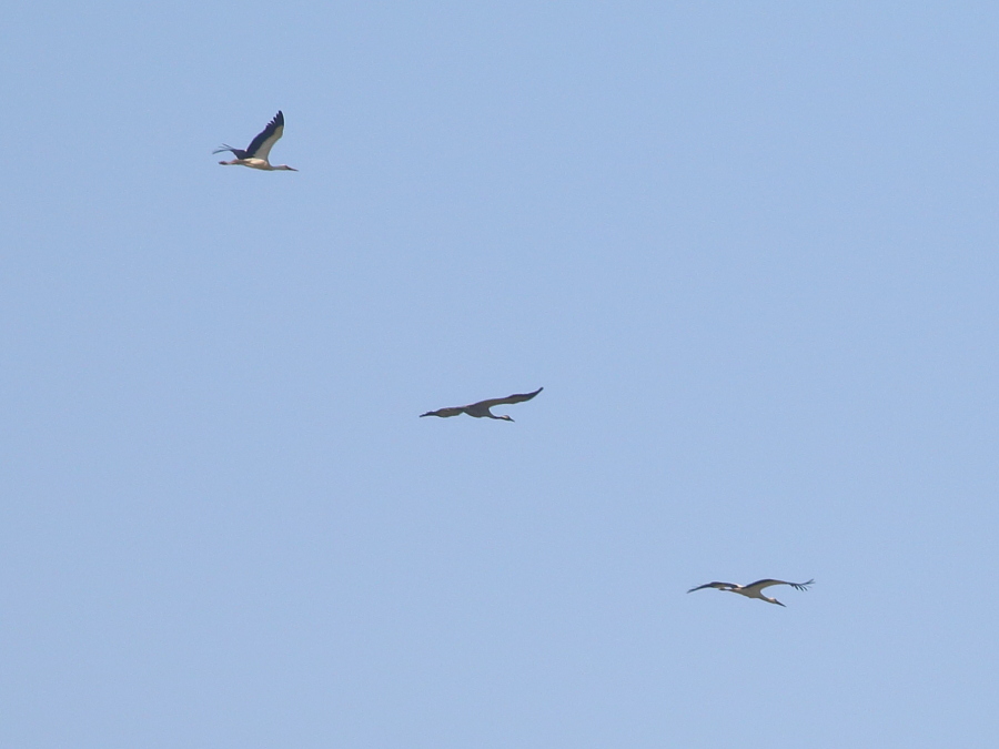 Common Crane