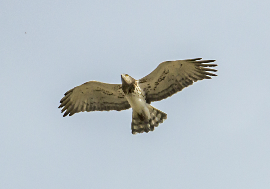 Short-toed Snake Eagle