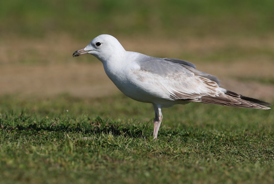 Common Gull