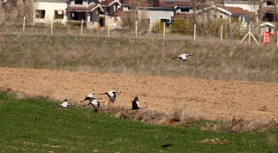 Demoiselle Crane