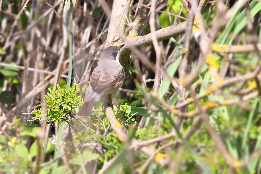Eastern Orphean Warbler