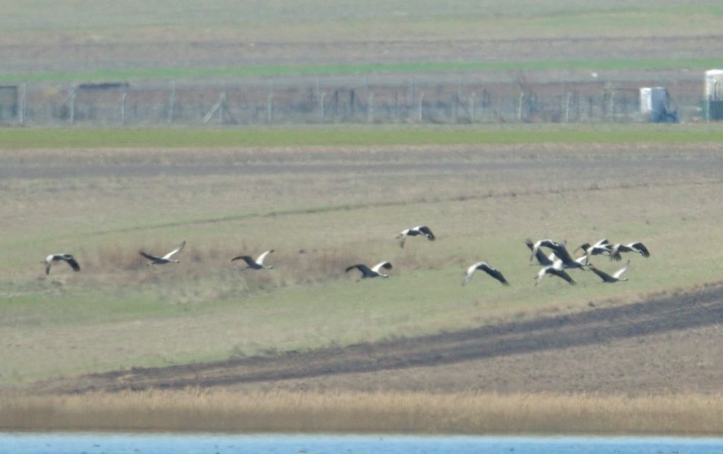 Demoiselle Crane