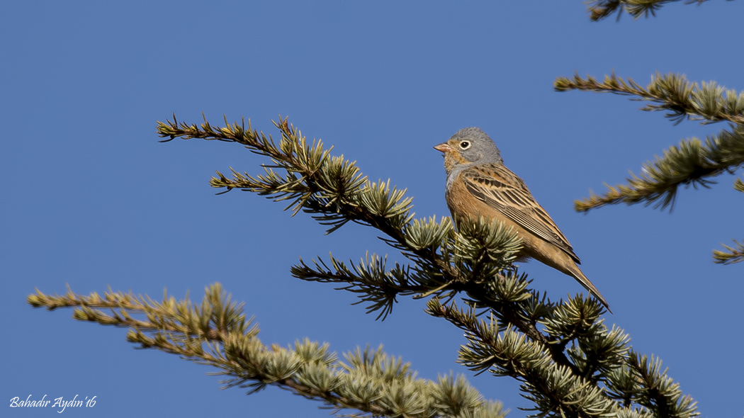 Cretzschmar`s Bunting