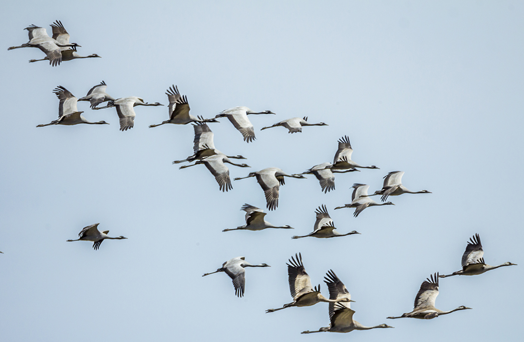 Demoiselle Crane